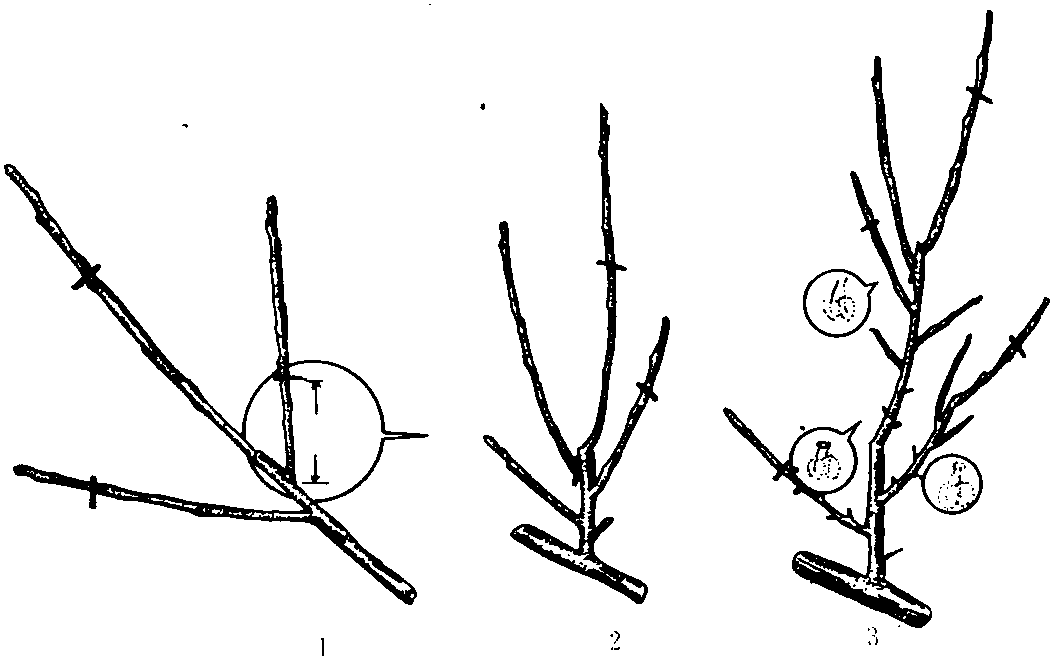 四、不同树龄时期的修剪技术